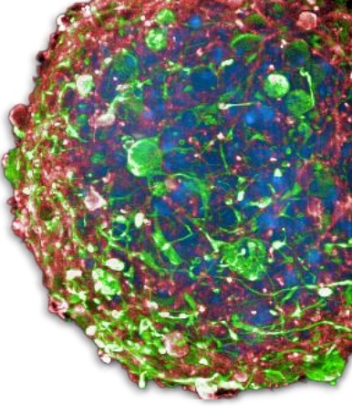 Organoid microscopy